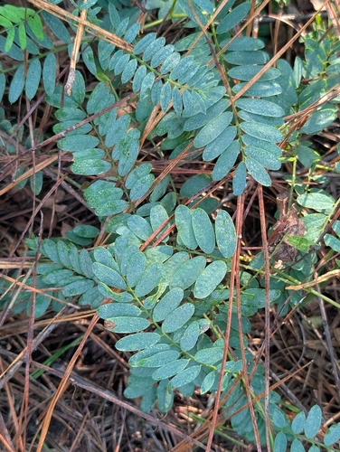 Tephrosia virginiana observed 2026-10-16