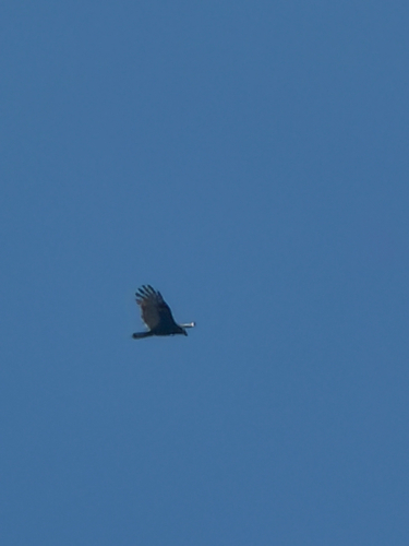 Turkey Vulture