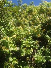 Lonicera