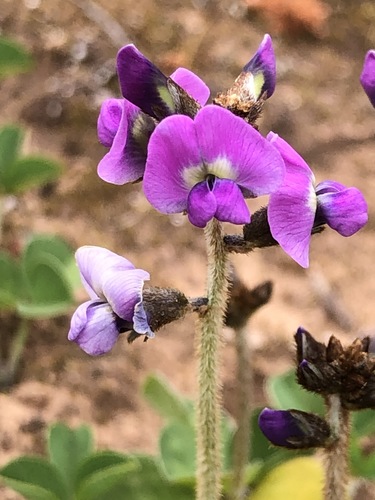 Glycine latrobeana (Meisn.) Benth.