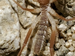 Eremobatidae