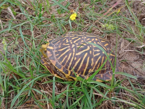 Ornate Box Turtle observed by adventurehuman
