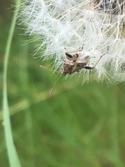 Stictopleurus punctiventris