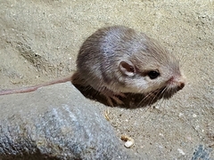 Perognathinae