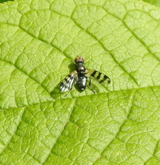 Ceroxys