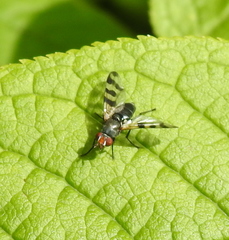 Ceroxys