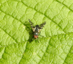 Ceroxys