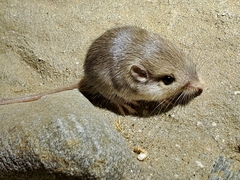 Perognathinae