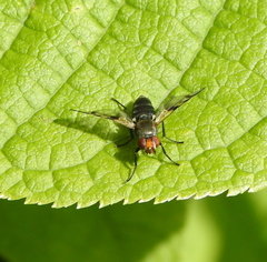 Ceroxys