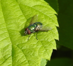 Luciliinae