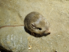 Perognathinae