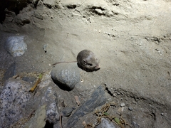 Perognathinae