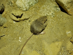Perognathinae