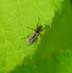 Bibio hortulanus