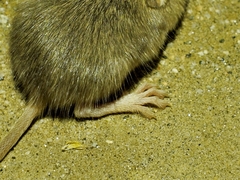 Perognathinae
