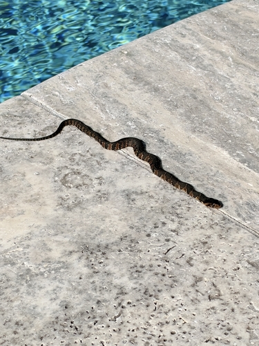 Southern Banded Watersnake observed by sswitzer