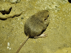 Perognathinae
