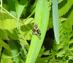 Ceroxys