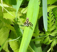 Ceroxys