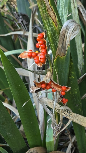 iNaturalist observation photo of Stinking iris