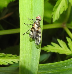 Ceroxys