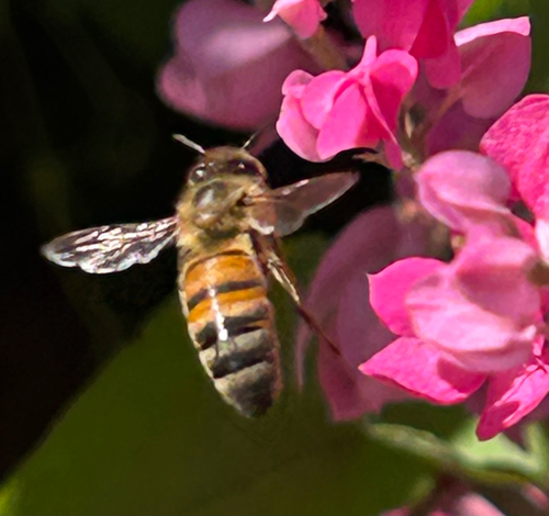 Western Honey Bee