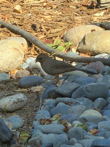 California Towhee