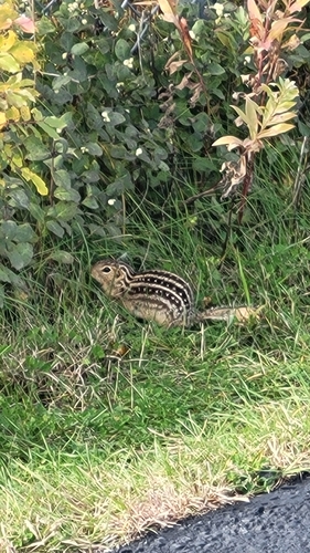 Thirteen-lined Ground Squirrel observed by cam133