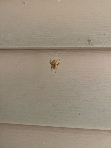Spotted Orbweaver