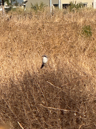 Loggerhead Shrike