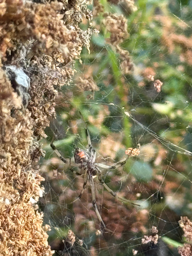 Brown Widow