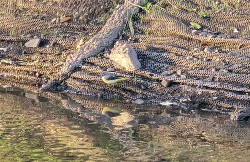 iNaturalist observation photo of Grey Wagtail