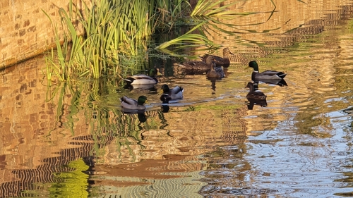 iNaturalist observation photo of Mallard
