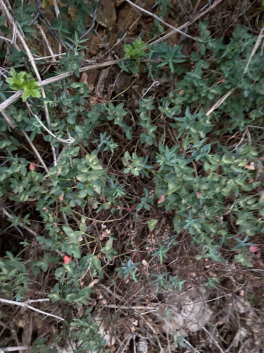 Euphorbia fragifera
