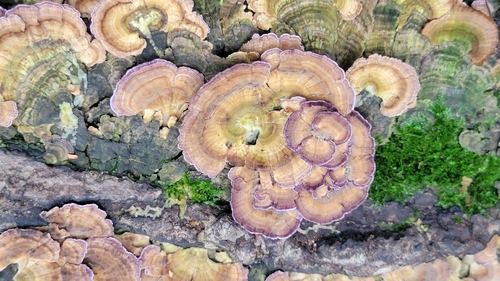violet-toothed polypore