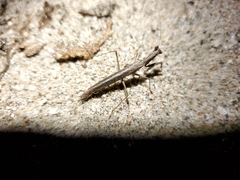 Litaneutria pacifica