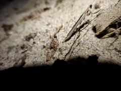 Litaneutria pacifica