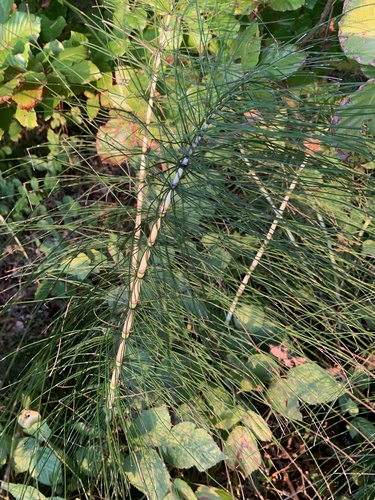 great horsetail