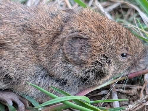 Bank Vole