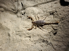 Paruroctonus silvestrii