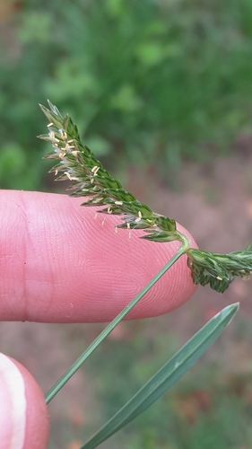 three-spiked goose grass