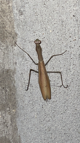 European Mantis