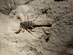 Paruroctonus silvestrii