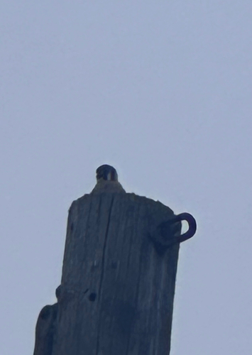 American Kestrel