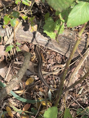 Common Garter Snake