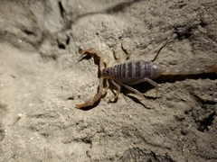 Paruroctonus silvestrii