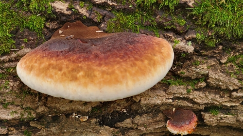 Resinous Polypore