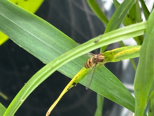 Marmalade Hover Fly