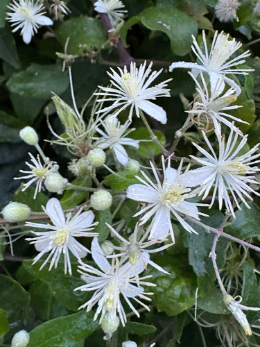 Old man's beard