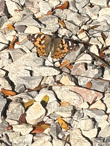 Painted Lady